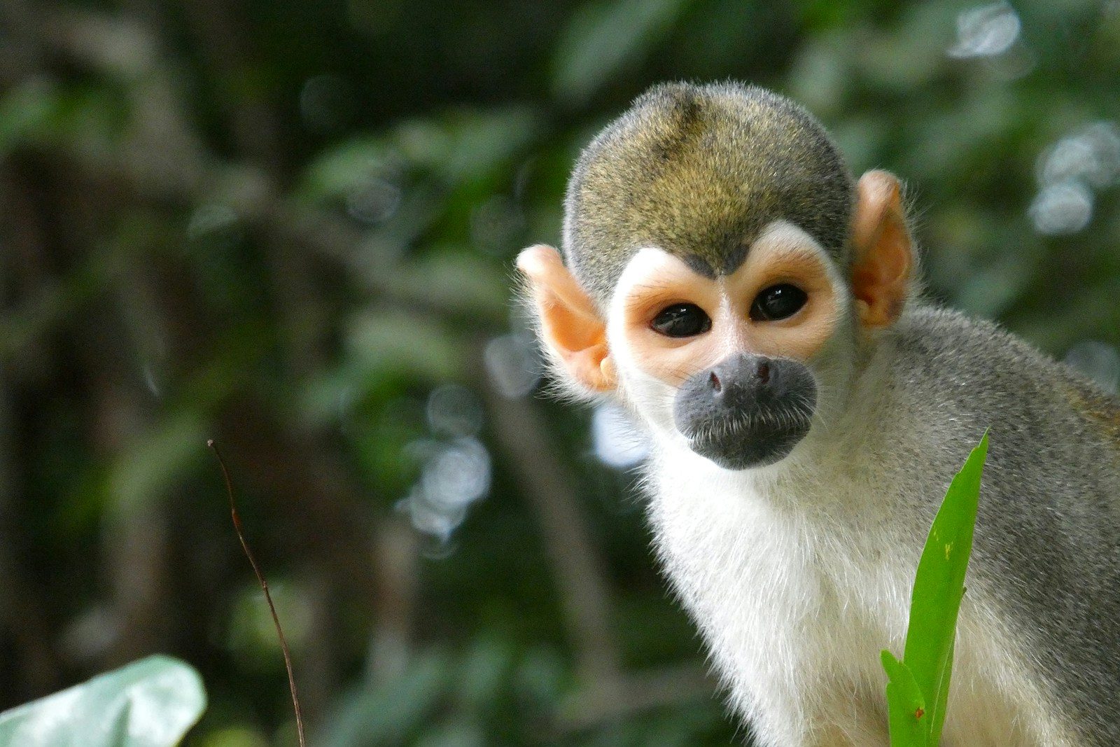 A squirrel monkey looks towards the camera in a forest.