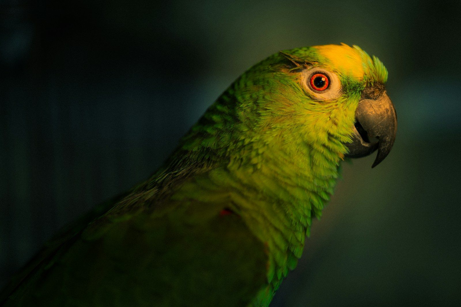 Pantanal Wildlife Safari: Brazil’s Ultimate Wildlife Adventure