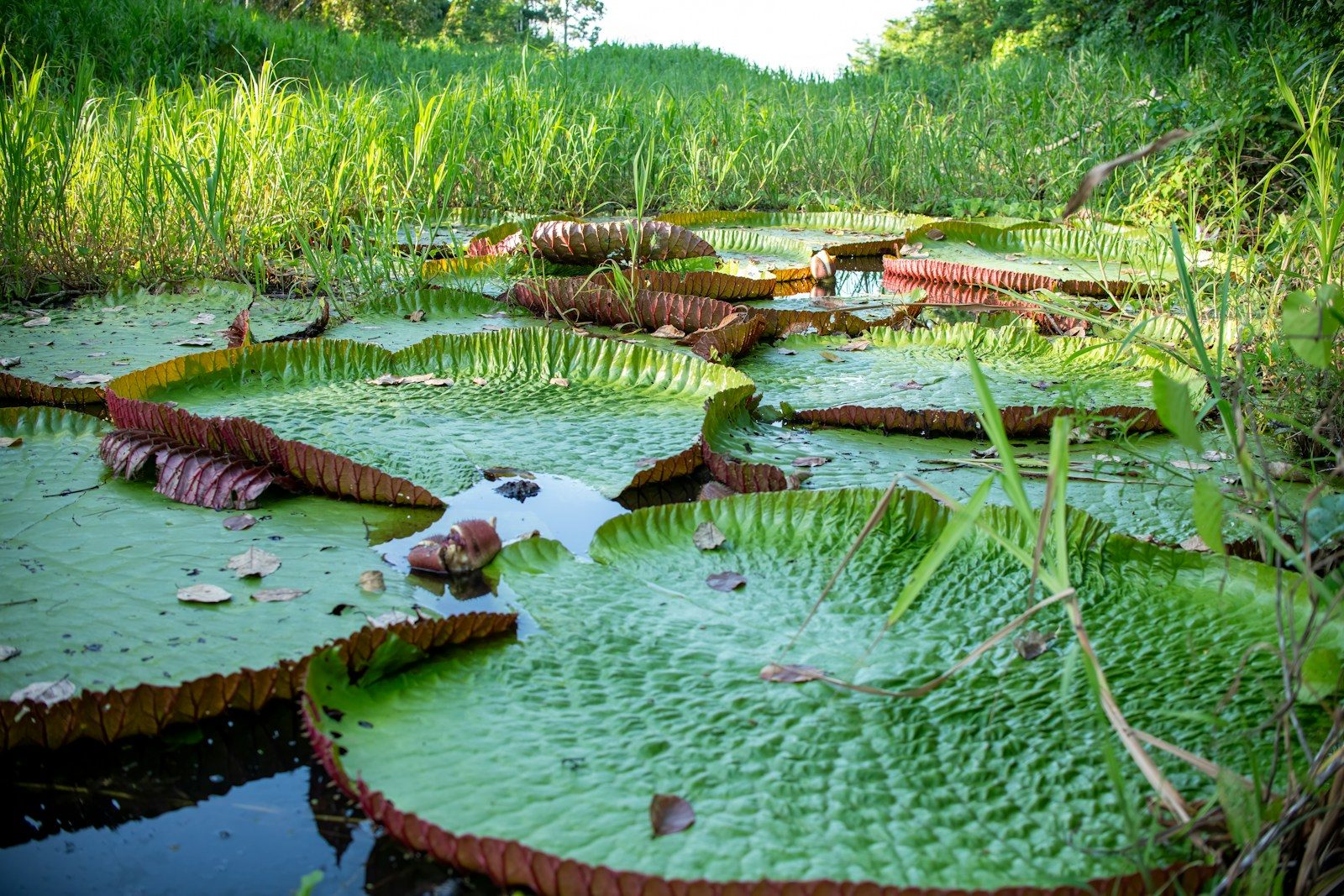 Jalapão Adventure Region: Brazil’s Hidden Paradise for Nature and Adventure