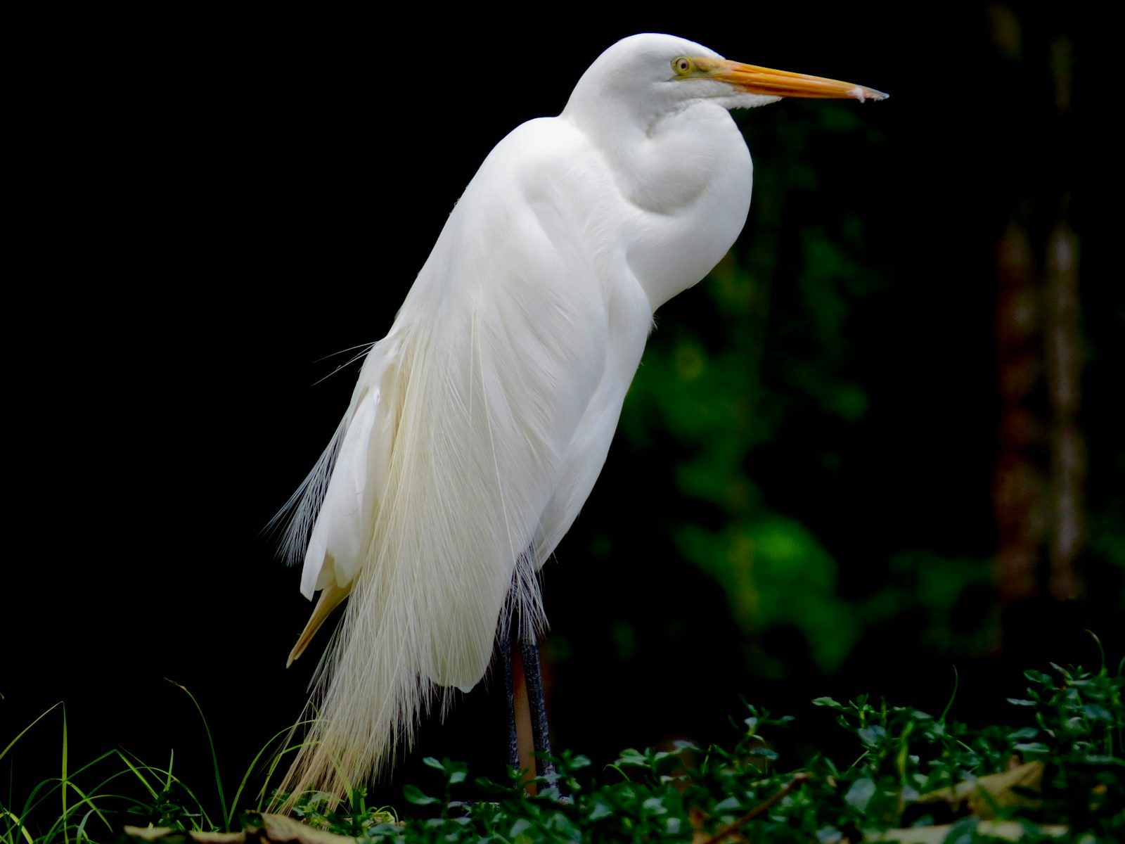 Anavilhanas Archipelago: Exploring One of the Amazon’s Greatest Natural Wonders